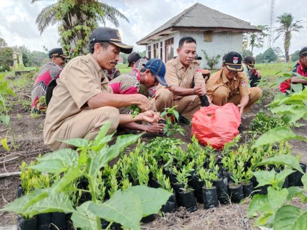 KEGIATAN PENYEMAIAN BUNG ASOKA